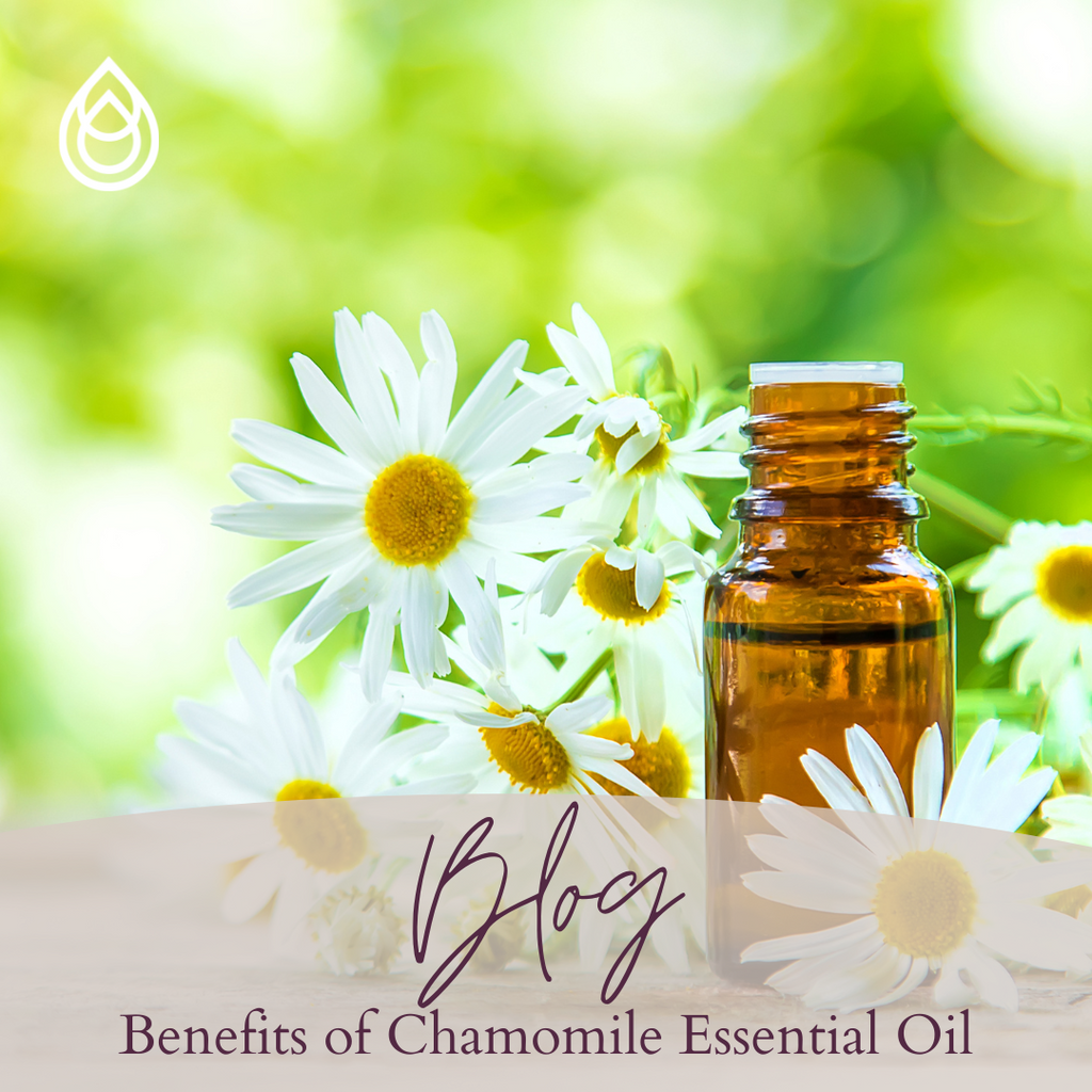 Benefits of Chamomile Essential Oil