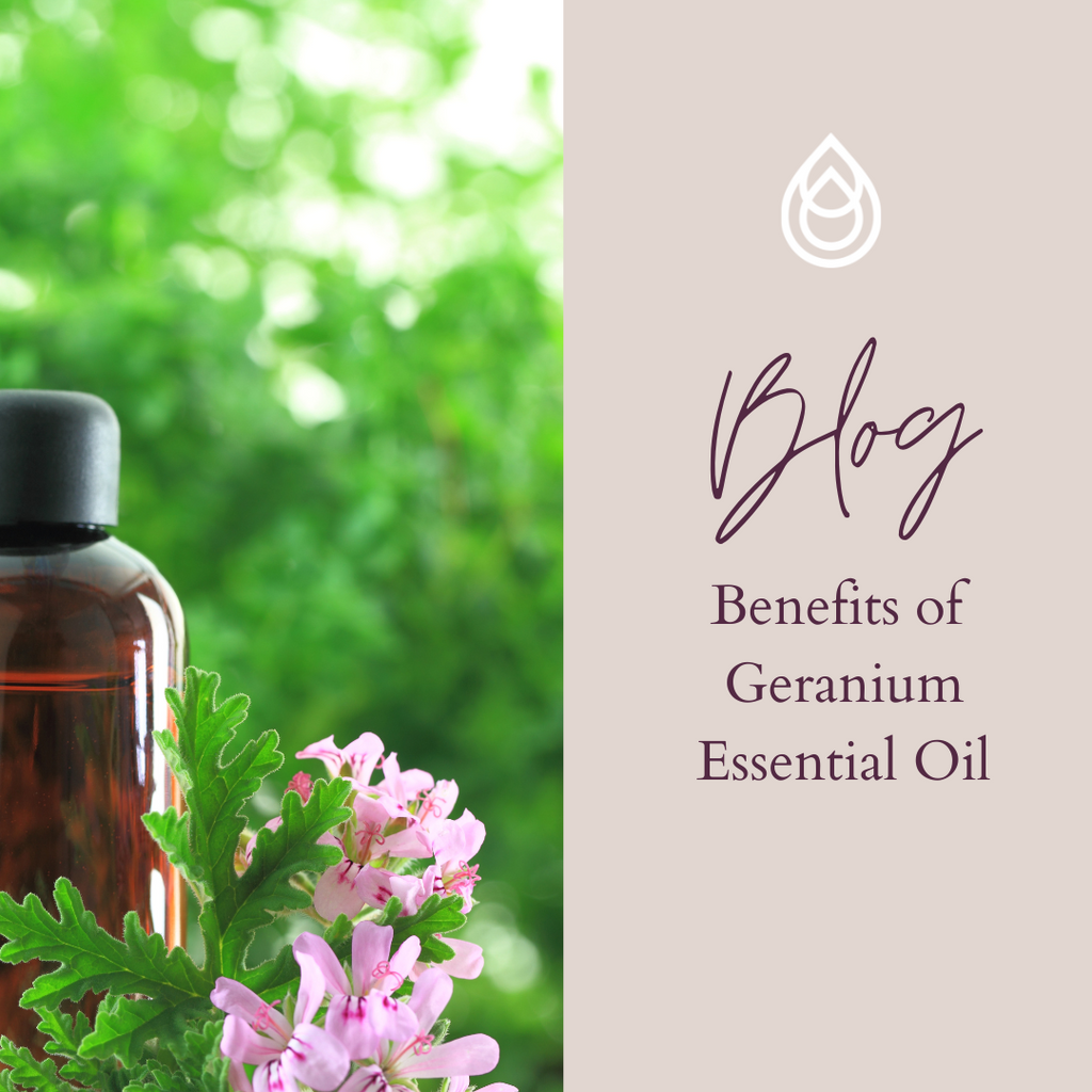 Benefits of Geranium Essential Oil