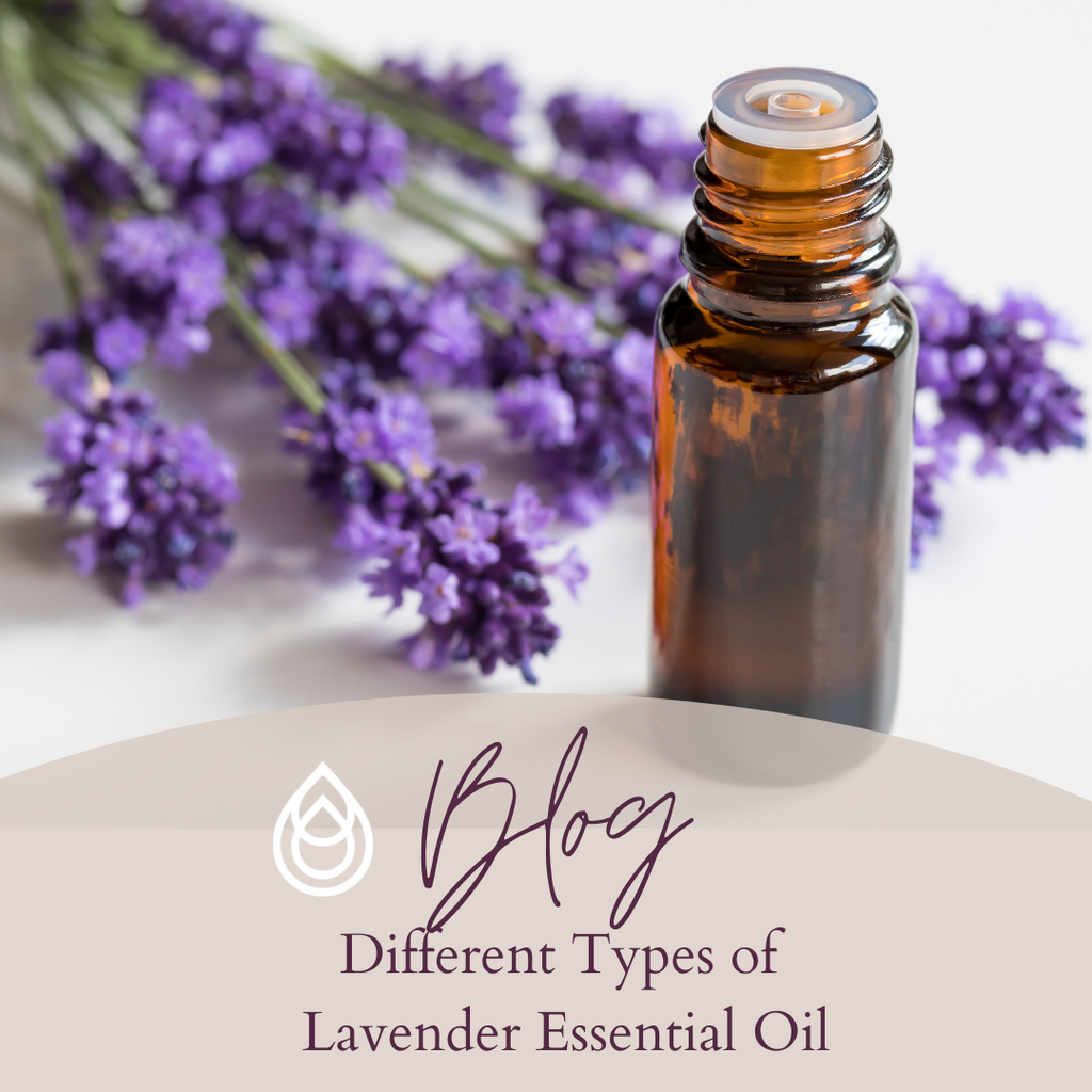 Different Types of Lavender Essential Oil