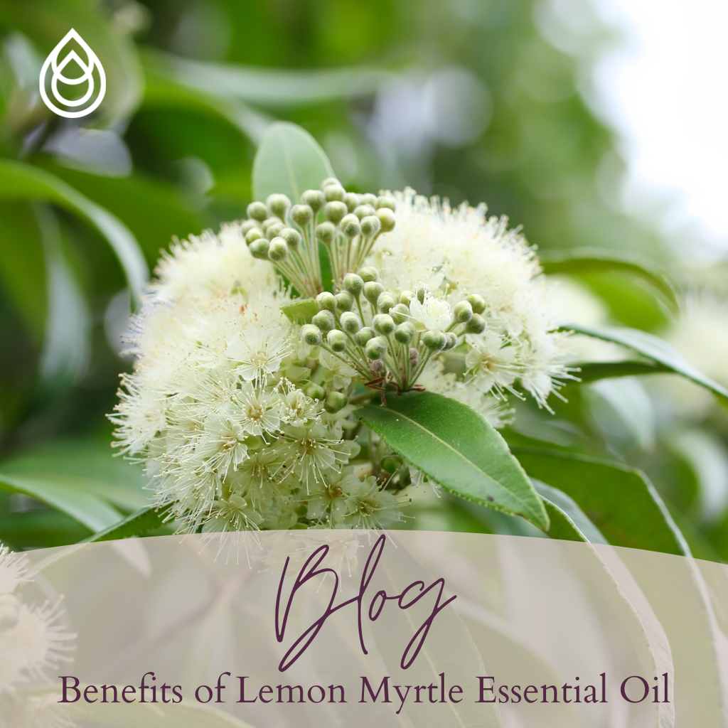 Benefits of Lemon Myrtle Essential Oil