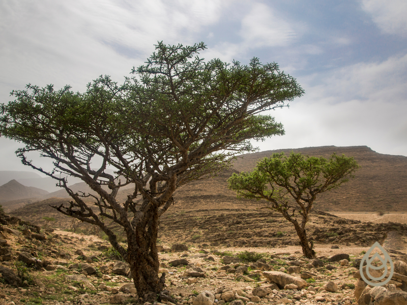 The Joys of Frankincense Essential Oil.